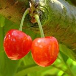 cherries-178148_1280