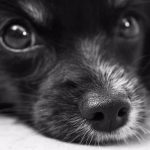dog-187817_1280 (1)