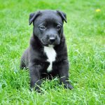 dog-280332_1280 (1)