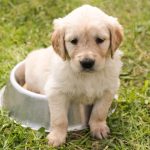puppy-1207816_1280 (1)