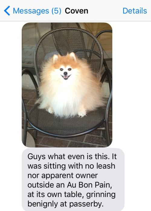 18 Kutyás Kép, Amitől Garantáltan Röhögni Fogsz!