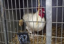 Madárinfluenza – Hiány van egyes liba- és kacsatermékekből, ellátási gondokat tapasztalnak üzletláncok