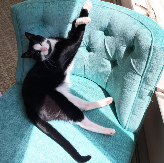 18 Igaz Dolog Macska Szerelmeseiről