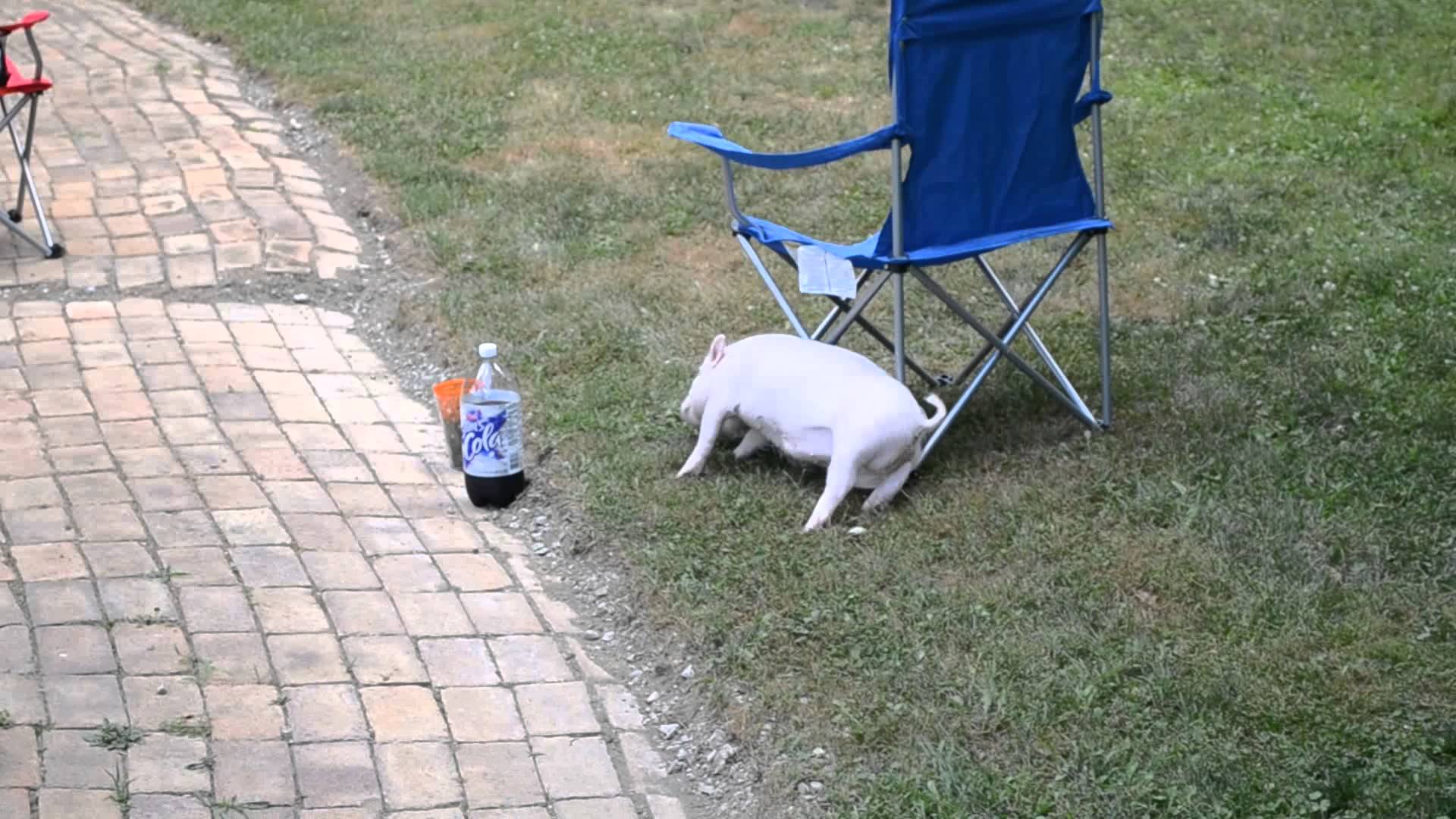 Napi cuki: Így imádja medencéjét a kicsi malac!