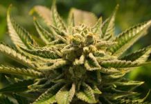 Magyarországon a kannabisz a legnépszerűbb kábítószer