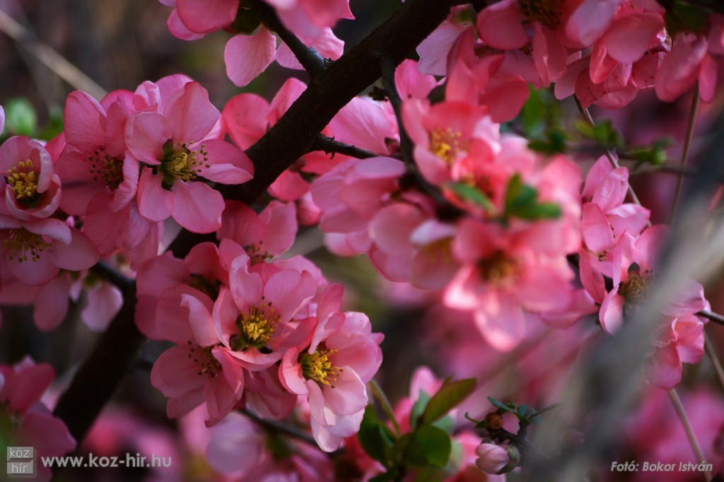 Itt a biztos jele annak, hogy tényleg itt a tavasz