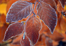 Hihetetlen, mennyire rossz idő lesz jövő héten, jön a hó!