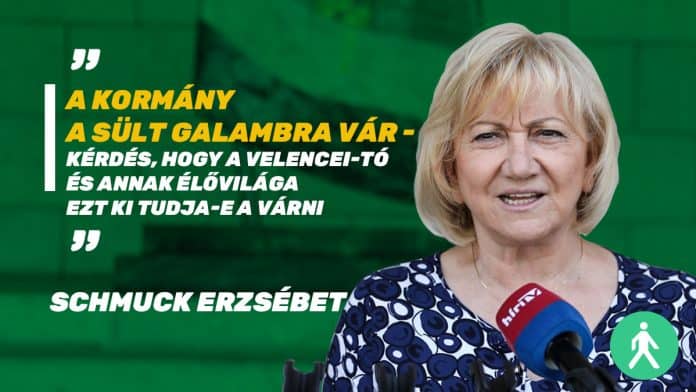 Erzsi-velence-twitter.png