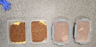 Mikotoxinnal szennyezett kukorica hasznosítására találtak megoldást a MATE kutatói