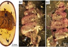 99 millió éves őscsigákat fedeztek fel magyar kutatók