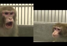 A jósló agy – új felfedezés a társas viselkedés hátteréről