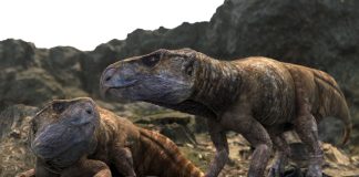 Szenzációs új felfedezés az iharkúti dinoszaurusz-lelőhelyen – Európában is éltek galléros dinoszauruszok