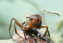 Amikor egy fontos erőforrás kiesik: mit taníthatnak nekünk a vöröshangyák hálózatai?