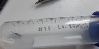 Egy zümmögésből megmondjuk, mi az – Mesterséges intelligencia a szúnyogmonitorozásban