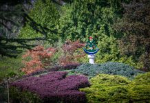 Harmónia és történelem: Japánkertet avatott a Soproni Egyetem a Kámoni Arborétumban