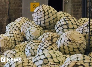 India „kék aranya” új italipari ágazatot indít el