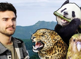 Pamkutya: Melyik állat fog kihalni LEGKÖZELEBB? – Márkopédia #18